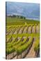 Benson Vineyards Estate Winery, Lake Chelan, Washington, USA-Richard Duval-Stretched Canvas