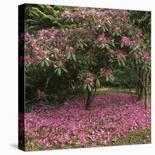 Prunus-Bent Rej-Stretched Canvas