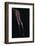 Bent-Sebastian Black-Framed Photo