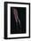 Bent-Sebastian Black-Framed Photo