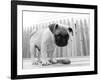 Bentley-Kim Levin-Framed Photographic Print