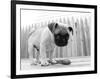 Bentley-Kim Levin-Framed Photographic Print