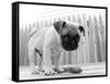 Bentley-Kim Levin-Framed Stretched Canvas