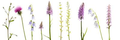 Meadow Flowers, Fleabane Thistle, Bearded Bellfower, Common Spotted Orchid, Twayblade, Austria-Benvie-Photographic Print
