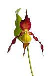 Yellow Lady?S Slipper Orchid (Cypripedium Calceolus) in Flower, France, May 2009-Benvie-Photographic Print