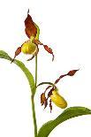 Yellow Lady’S Slipper Orchid (Cypripedium Calceolus) in Flower, France, May 2009-Benvie-Photographic Print