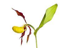 Yellow Lady’S Slipper Orchid (Cypripedium Calceolus) in Flower, France, May 2009-Benvie-Photographic Print