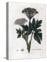 Benzoin or Imperatory - Common Masterwort, Imperatoria Ostruthium. Handcoloured Copperplate Engravi-James Sowerby-Stretched Canvas
