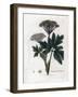 Benzoin or Imperatory - Common Masterwort, Imperatoria Ostruthium. Handcoloured Copperplate Engravi-James Sowerby-Framed Giclee Print