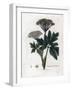 Benzoin or Imperatory - Common Masterwort, Imperatoria Ostruthium. Handcoloured Copperplate Engravi-James Sowerby-Framed Giclee Print