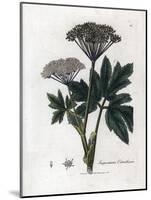 Benzoin or Imperatory - Common Masterwort, Imperatoria Ostruthium. Handcoloured Copperplate Engravi-James Sowerby-Mounted Giclee Print