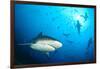 Beqa Shark Labs-null-Framed Art Print