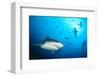 Beqa Shark Labs-null-Framed Art Print