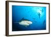 Beqa Shark Labs-null-Framed Art Print