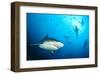 Beqa Shark Labs-null-Framed Art Print