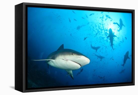 Beqa Shark Labs-Alexander Safonov-Framed Stretched Canvas