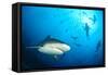 Beqa Shark Labs-Alexander Safonov-Framed Stretched Canvas