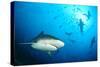 Beqa Shark Labs-Alexander Safonov-Stretched Canvas