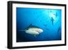 Beqa Shark Labs-Alexander Safonov-Framed Photographic Print