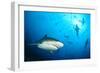 Beqa Shark Labs-Alexander Safonov-Framed Photographic Print