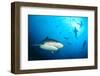 Beqa Shark Labs-Alexander Safonov-Framed Photographic Print