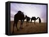 Berber Camel Leader with Three Camels in Erg Chebbi Sand Sea, Sahara Desert, Near Merzouga, Morocco-Lee Frost-Framed Stretched Canvas