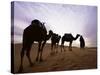 Berber Camel Leader with Three Camels in Erg Chebbi Sand Sea, Sahara Desert, Near Merzouga, Morocco-Lee Frost-Stretched Canvas