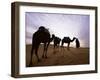 Berber Camel Leader with Three Camels in Erg Chebbi Sand Sea, Sahara Desert, Near Merzouga, Morocco-Lee Frost-Framed Photographic Print