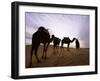 Berber Camel Leader with Three Camels in Erg Chebbi Sand Sea, Sahara Desert, Near Merzouga, Morocco-Lee Frost-Framed Photographic Print