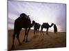 Berber Camel Leader with Three Camels in Erg Chebbi Sand Sea, Sahara Desert, Near Merzouga, Morocco-Lee Frost-Mounted Photographic Print