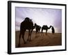 Berber Camel Leader with Three Camels in Erg Chebbi Sand Sea, Sahara Desert, Near Merzouga, Morocco-Lee Frost-Framed Photographic Print