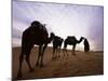 Berber Camel Leader with Three Camels in Erg Chebbi Sand Sea, Sahara Desert, Near Merzouga, Morocco-Lee Frost-Mounted Photographic Print