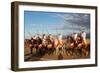 Berber Horsemen Lined Up for a Fantasia, Dades Valley, Morocco-null-Framed Photographic Print