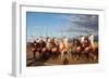 Berber Horsemen Lined Up for a Fantasia, Dades Valley, Morocco-null-Framed Photographic Print