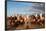 Berber Horsemen Lined Up for a Fantasia, Dades Valley, Morocco-null-Framed Photographic Print