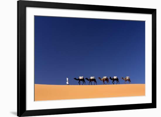 Berber Man Leading a Train of Camels over the Orange Sand Dunes of the Erg Chebbi Sand Sea-Lee Frost-Framed Photographic Print