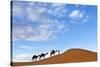 Berber Man Leading a Train of Camels over the Orange Sand Dunes of the Erg Chebbi Sand Sea-Lee Frost-Stretched Canvas