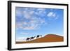 Berber Man Leading a Train of Camels over the Orange Sand Dunes of the Erg Chebbi Sand Sea-Lee Frost-Framed Photographic Print