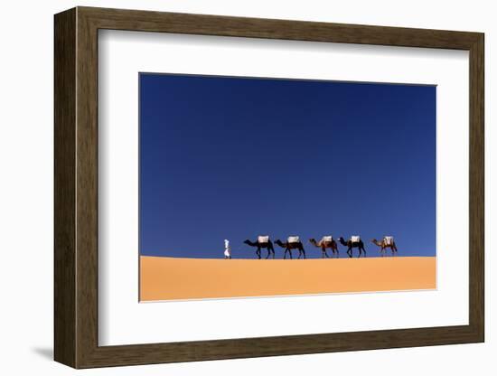 Berber Man Leading a Train of Camels over the Orange Sand Dunes of the Erg Chebbi Sand Sea-Lee Frost-Framed Photographic Print