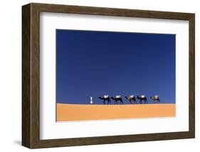 Berber Man Leading a Train of Camels over the Orange Sand Dunes of the Erg Chebbi Sand Sea-Lee Frost-Framed Photographic Print