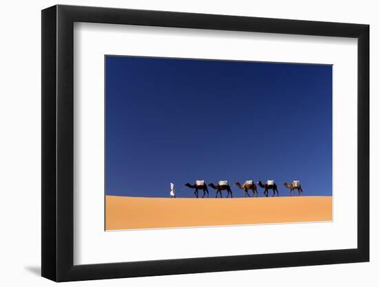 Berber Man Leading a Train of Camels over the Orange Sand Dunes of the Erg Chebbi Sand Sea-Lee Frost-Framed Photographic Print