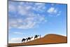 Berber Man Leading a Train of Camels over the Orange Sand Dunes of the Erg Chebbi Sand Sea-Lee Frost-Mounted Photographic Print