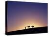 Berber Tribesman Leads His Two Camels Along the Top of Sand Dune in the Erg Chegaga, in the Sahara -Mark Hannaford-Stretched Canvas