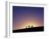 Berber Tribesman Leads His Two Camels Along the Top of Sand Dune in the Erg Chegaga, in the Sahara -Mark Hannaford-Framed Photographic Print