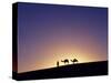 Berber Tribesman Leads His Two Camels Along the Top of Sand Dune in the Erg Chegaga, in the Sahara -Mark Hannaford-Stretched Canvas