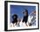 Berber Tribesmen in the Sand Dunes of the Erg Chegaga, in the Sahara Region of Morocco-Mark Hannaford-Framed Photographic Print