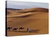 Berber Tribesmen Lead their Camels Through the Sand Dunes of the Erg Chegaga, in the Sahara Region -Mark Hannaford-Stretched Canvas