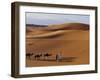 Berber Tribesmen Lead their Camels Through the Sand Dunes of the Erg Chegaga, in the Sahara Region -Mark Hannaford-Framed Photographic Print