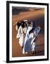 Berber Tribesmen Lead their Camels Through the Sand Dunes of the Erg Chegaga, in the Sahara Region -Mark Hannaford-Framed Photographic Print