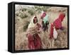 Berber Women Harvesting Near Maktar, the Tell, Tunisia, North Africa, Africa-David Beatty-Framed Stretched Canvas